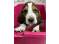 basset-hound-puppy-for-sale-in-pa-pennsylvania-small-2