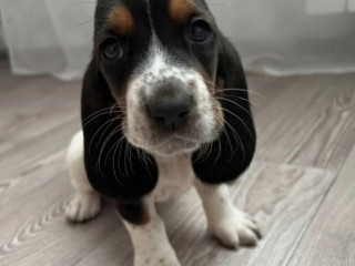 Basset Hound Puppy for Sale in PA (Pennsylvania)