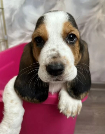 basset-hound-puppy-for-sale-in-pa-pennsylvania-big-1