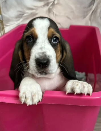 basset-hound-puppy-for-sale-in-pa-pennsylvania-big-4