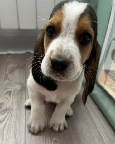 basset-hound-puppy-for-sale-in-pa-pennsylvania-big-3