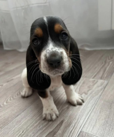 basset-hound-puppy-for-sale-in-pa-pennsylvania-big-0