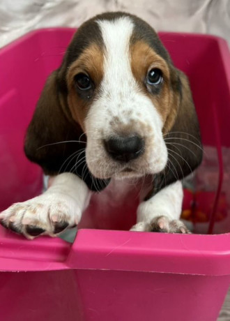 basset-hound-puppy-for-sale-in-pa-pennsylvania-big-2