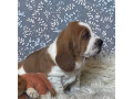 basset-hound-puppies-looking-for-a-home-in-ca-california-small-4