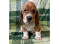 basset-hound-puppies-looking-for-a-home-in-ca-california-small-2