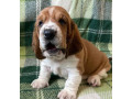 basset-hound-puppies-looking-for-a-home-in-ca-california-small-1