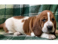 basset-hound-puppies-looking-for-a-home-in-ca-california-small-3