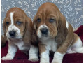 basset-hound-puppies-looking-for-a-home-in-ca-california-small-0