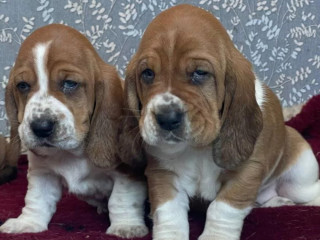 Basset Hound Puppies Looking for a Home in CA (California)