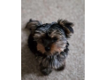 yorkie-puppies-for-adoption-small-0