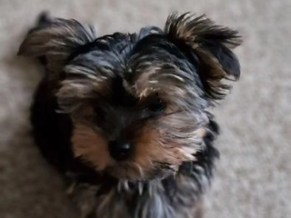 Yorkie Puppies For Adoption