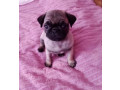 pug-puppies-for-sale-in-california-ca-small-4