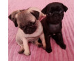 pug-puppies-for-sale-in-california-ca-small-3