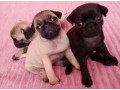 pug-puppies-for-sale-in-california-ca-small-0