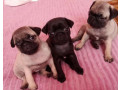 pug-puppies-for-sale-in-california-ca-small-2