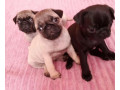 pug-puppies-for-sale-in-california-ca-small-1