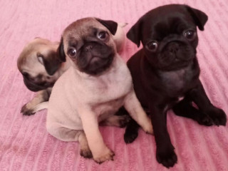 Pug Puppies for Sale in California (CA)