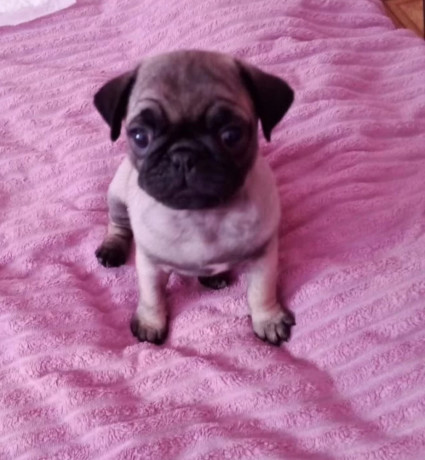 pug-puppies-for-sale-in-california-ca-big-4