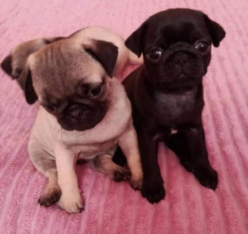 pug-puppies-for-sale-in-california-ca-big-3