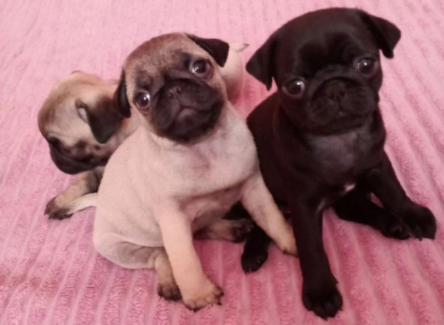 pug-puppies-for-sale-in-california-ca-big-0