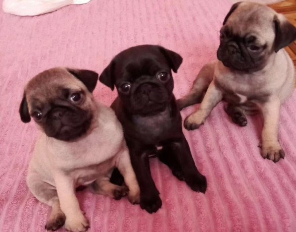 pug-puppies-for-sale-in-california-ca-big-2