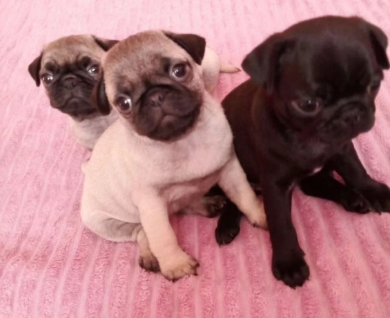 pug-puppies-for-sale-in-california-ca-big-1