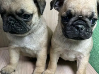 Pug Boy and Girl for Sale in Michigan (MI)