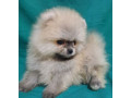 pomeranian-puppies-in-california-ca-small-4