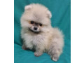 pomeranian-puppies-in-california-ca-small-1