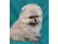 pomeranian-puppies-in-california-ca-small-3