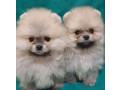 pomeranian-puppies-in-california-ca-small-0