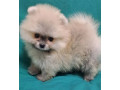 pomeranian-puppies-in-california-ca-small-2