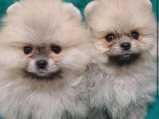 Pomeranian Puppies in California (CA)