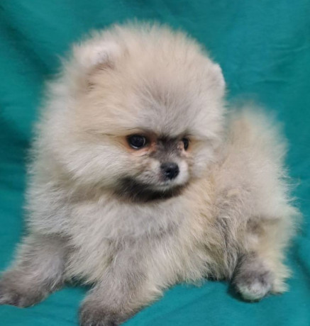 pomeranian-puppies-in-california-ca-big-4