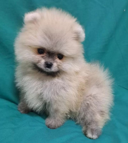 pomeranian-puppies-in-california-ca-big-1