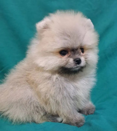 pomeranian-puppies-in-california-ca-big-3