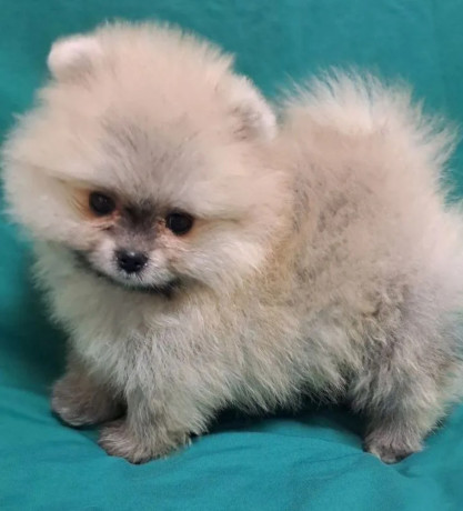 pomeranian-puppies-in-california-ca-big-2