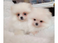 two-pomeranian-girls-looking-for-a-home-in-texas-tx-small-0