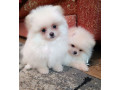 two-pomeranian-girls-looking-for-a-home-in-texas-tx-small-2