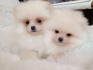 Two Pomeranian Girls Looking for a Home in Texas (TX)