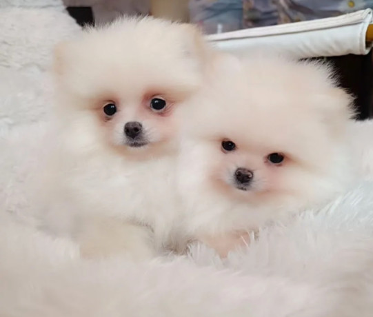 two-pomeranian-girls-looking-for-a-home-in-texas-tx-big-0