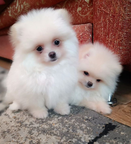 two-pomeranian-girls-looking-for-a-home-in-texas-tx-big-2