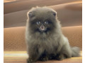 pomeranian-boy-looking-for-a-home-in-texas-tx-small-2