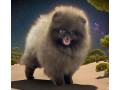 pomeranian-boy-looking-for-a-home-in-texas-tx-small-3