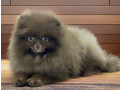 pomeranian-boy-looking-for-a-home-in-texas-tx-small-4