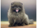 pomeranian-boy-looking-for-a-home-in-texas-tx-small-1