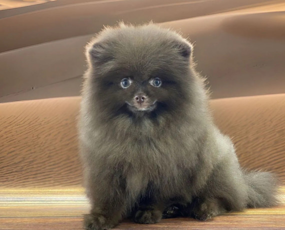 pomeranian-boy-looking-for-a-home-in-texas-tx-big-2