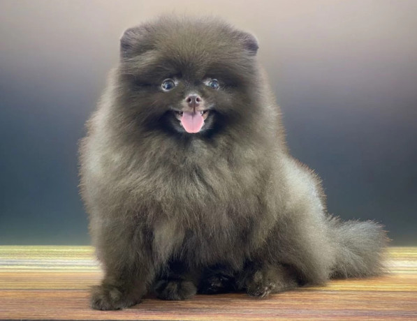 pomeranian-boy-looking-for-a-home-in-texas-tx-big-1