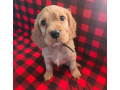 cocker-spaniel-puppies-boys-and-girls-for-sale-in-new-york-ny-small-1