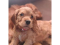 cocker-spaniel-puppies-boys-and-girls-for-sale-in-new-york-ny-small-0